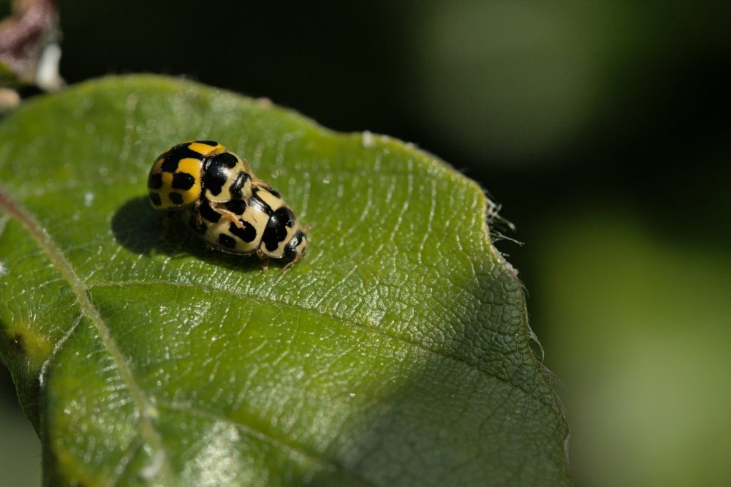 Coccinelle jaune